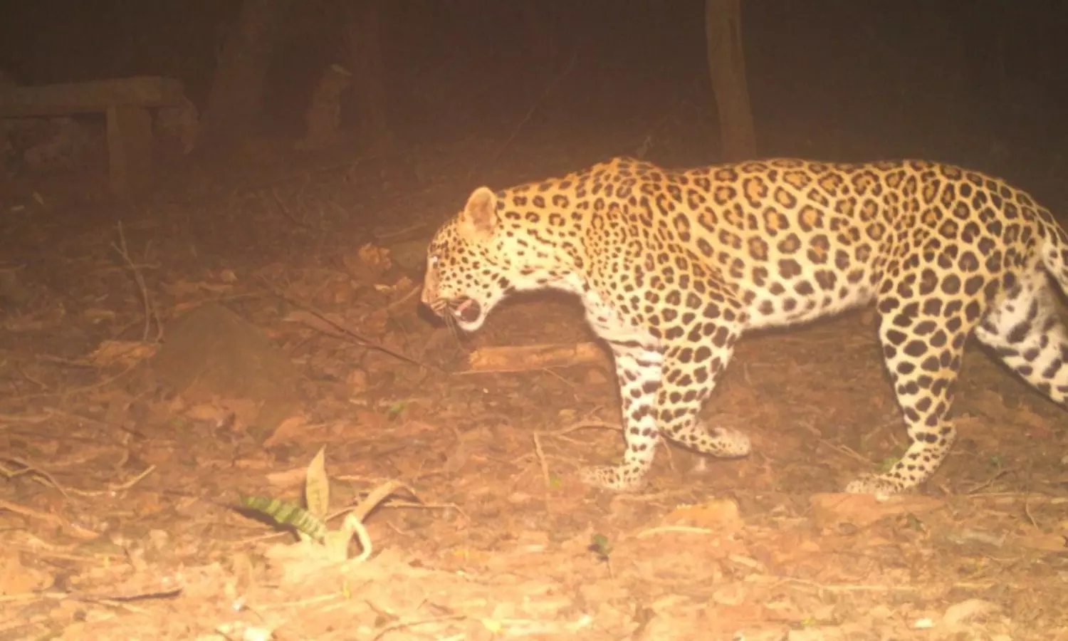 leopard, roaming, alipiri  walkway, tirumala
