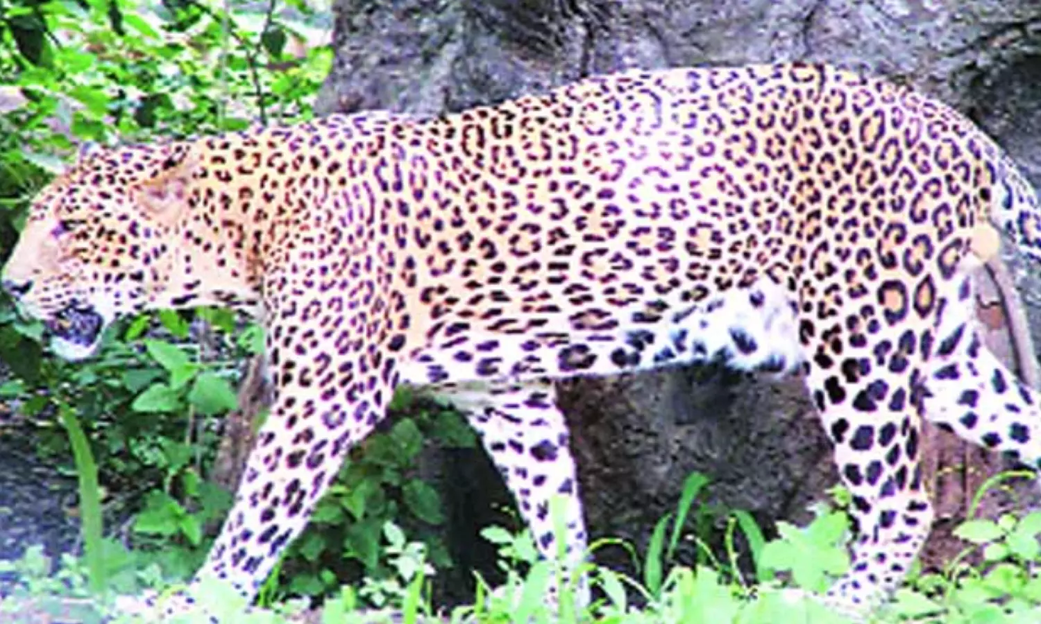 leopard, movement, kataram, telangana