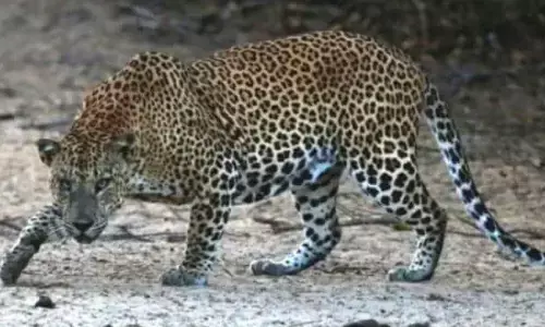 leopard,  attacks, vedic university,  tirupati