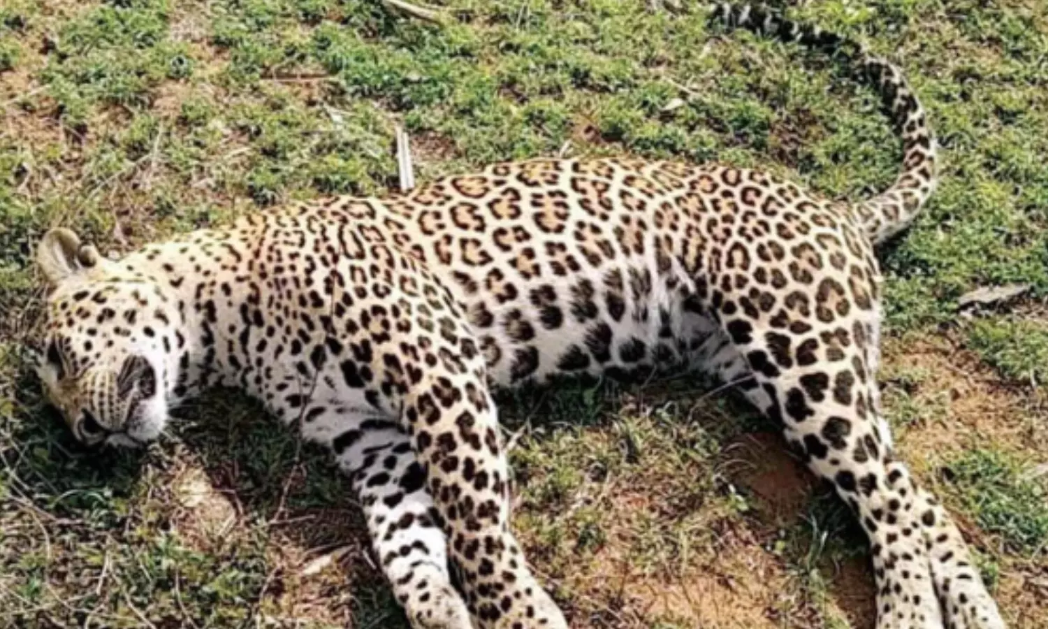 leopard, died, kolukula forest, yerragondapalem