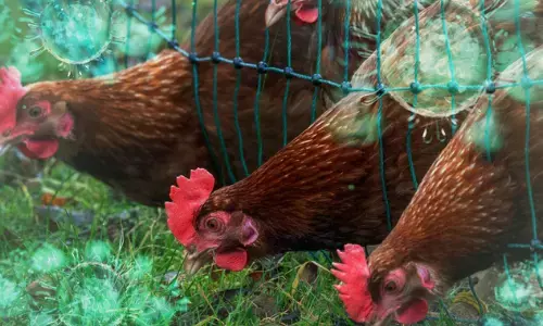 bird flu,  spreading, veterinary officials, andhra pradesh