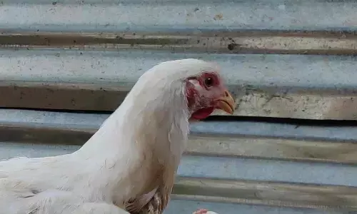 chicken market, closed, bird flu,  adilabad