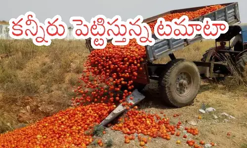 tomato,  prices, farmers, andhra pradesh