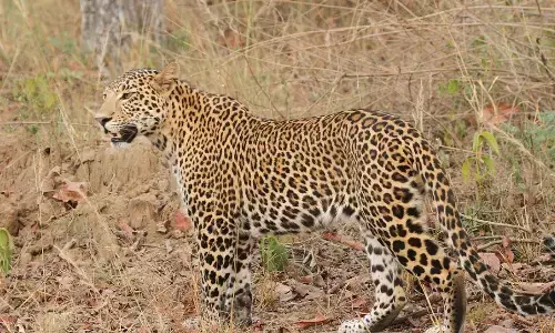 leopards, movement,  polavaram, andhra pradesh