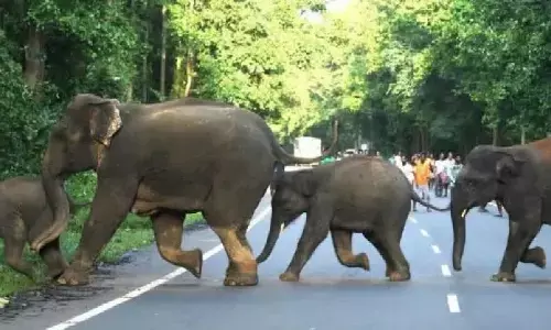 tragedy, tragedy, five people died, elephant attack, kadapa district