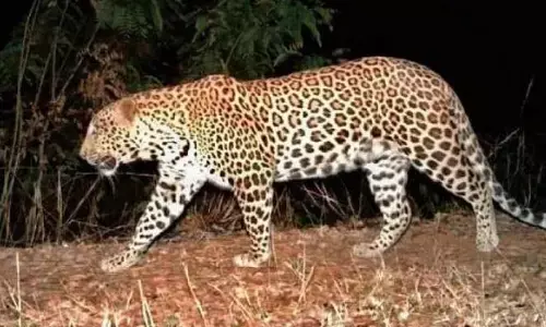 leopard, roaming, caught on a trap camera, prakasam district