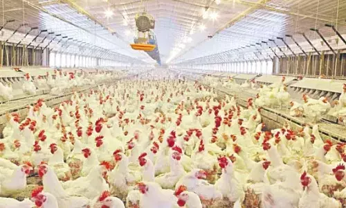 bird flu, chicken, sales, sunday