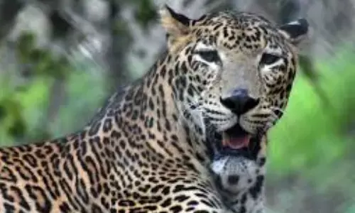 leopard, roaming,  sv university,  tirupati