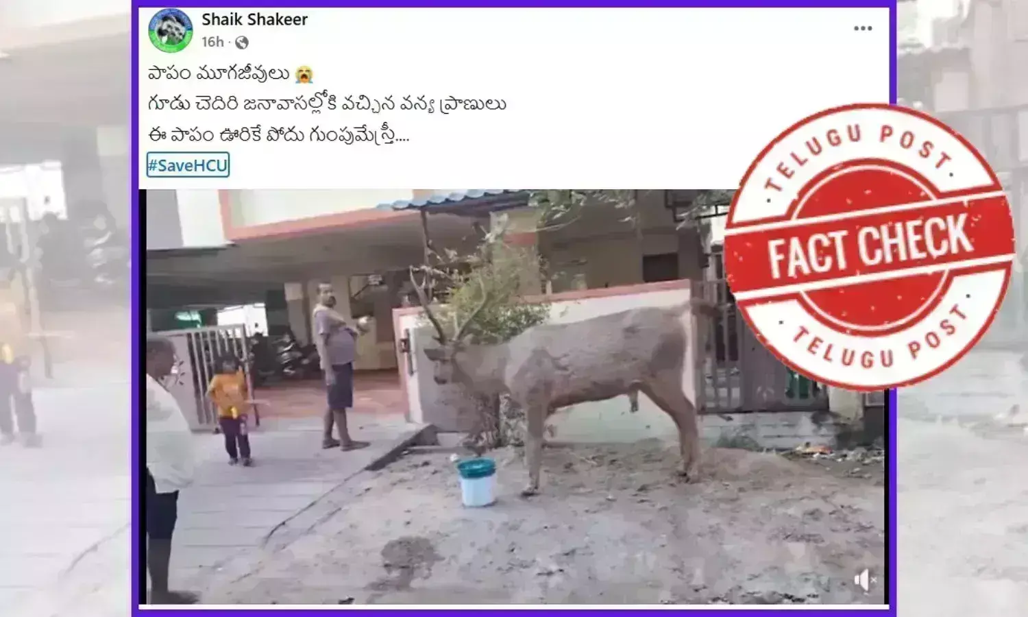 Viral video shows a Deer straying in the streets of Hyderabad after getting disturbed from its natural habitat in HCU premises