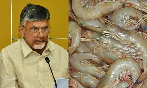 ఆంధ్రప్రదేశ్: ప్లేటులో రొయ్యల కర్రీ.. కానీ రైతుల కళ్ళల్లో కన్నీళ్లు!