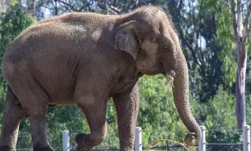 elephant attack.farmer died, tirupati district, andhra pradesh