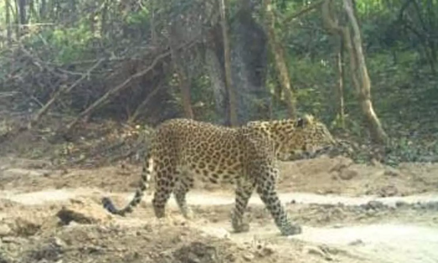leopard, movement, telangana-maharashtra border, five people died