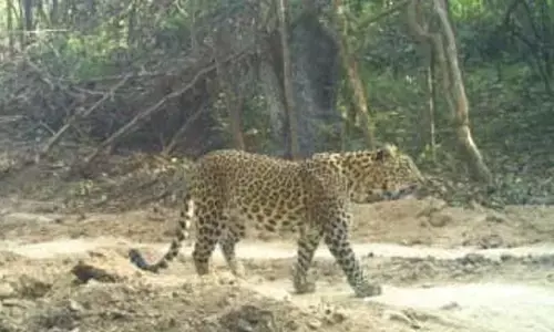 leopard, movement, telangana-maharashtra border, five people died