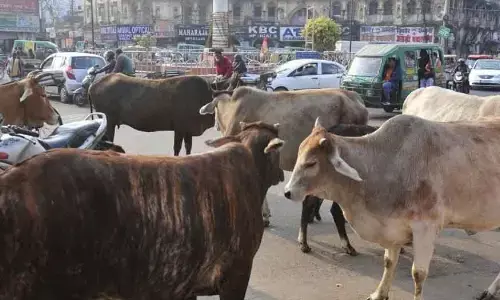 notification, recruitment,  dairy development cooperative federation, andhra pradesh