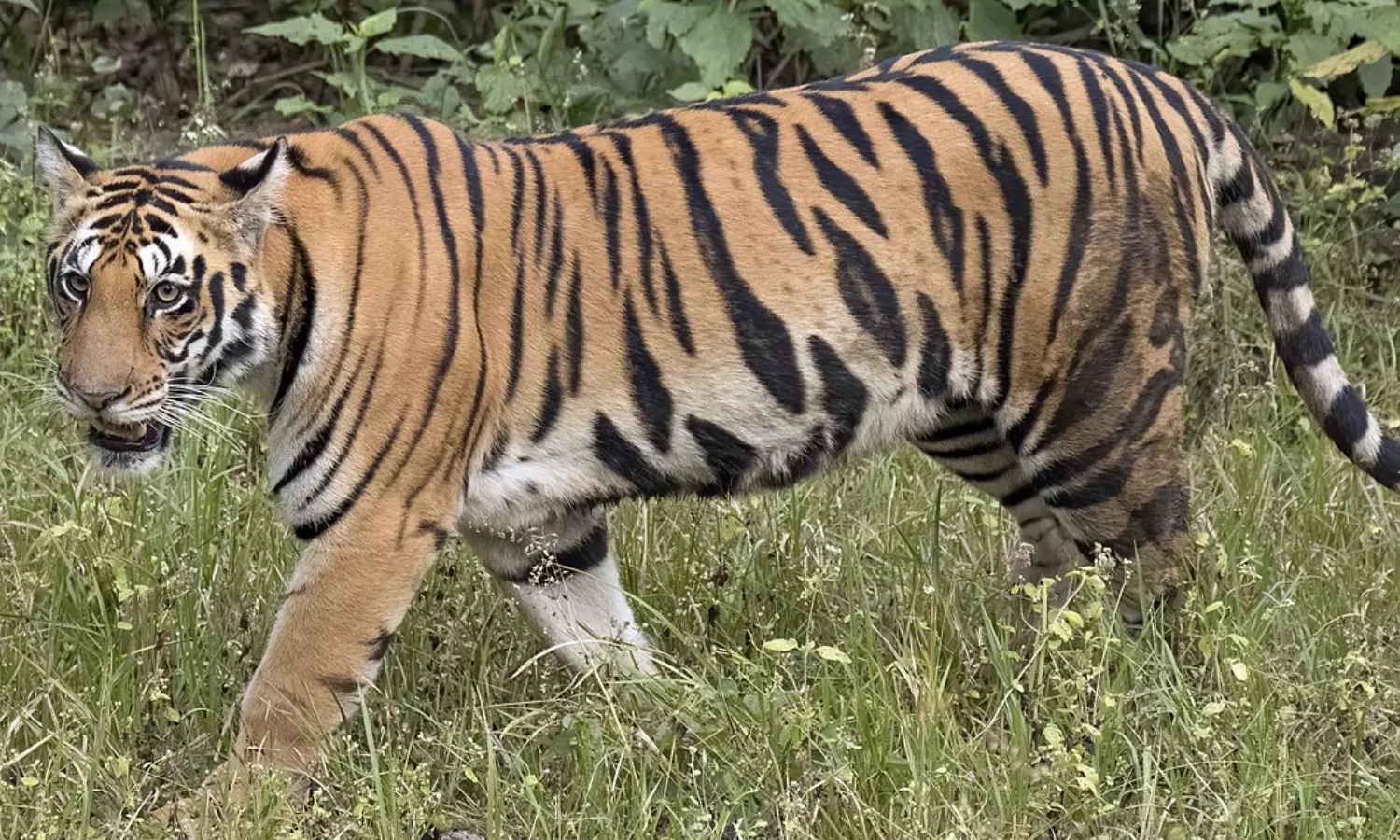 police,  arrested,  tiger, telangana