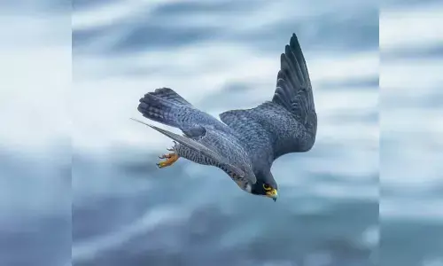 6000 కిలోమీటర్లు 18 రోజుల్లో!!