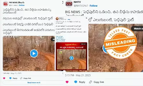 ఫ్యాక్ట్ చెక్: పెద్ద పులిపై ఎలుగుబంటి తిరగబడిన విజువల్స్ అమ్రాబాద్ టైగర్ రిజర్వు ఫారెస్ట్ లో చోటు చేసుకుంది కాదు