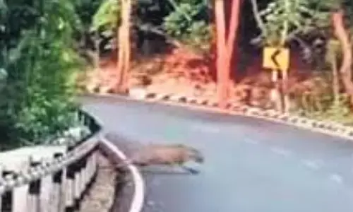 leopard, ghat road, devotees, tirumala