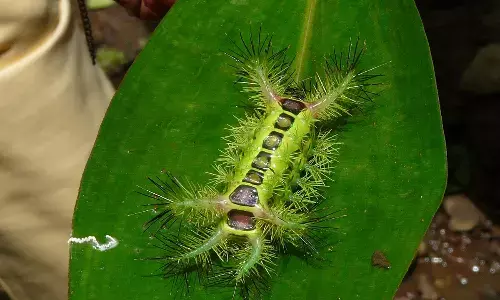 గడ్డి మొక్క కాదిది.. ప్రకృతిలోని ఓ వింత!!