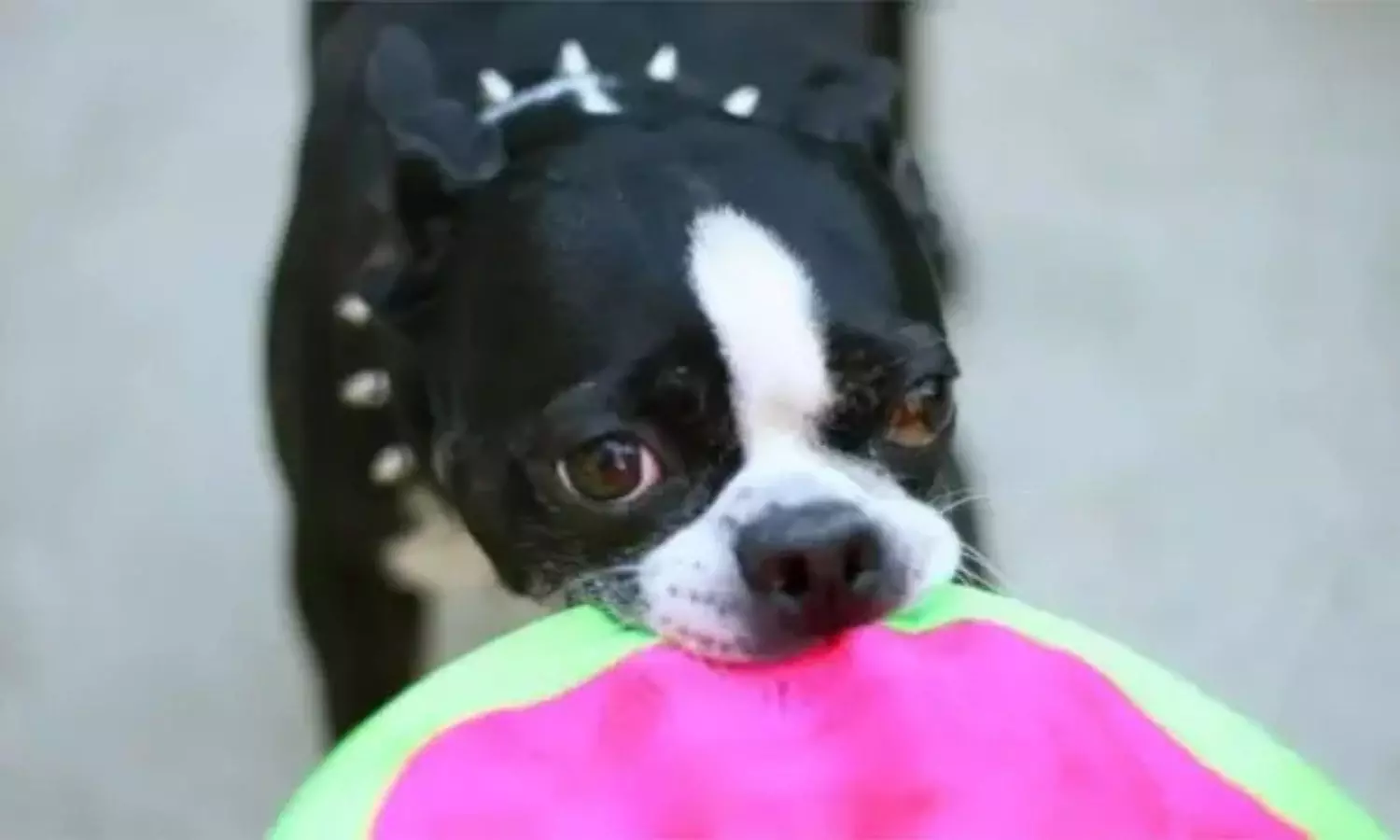 5 ఏళ్ల బాలిక ప్రాణాలు తీసిన పిచ్చి కుక్క