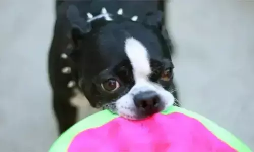 5 ఏళ్ల బాలిక ప్రాణాలు తీసిన పిచ్చి కుక్క