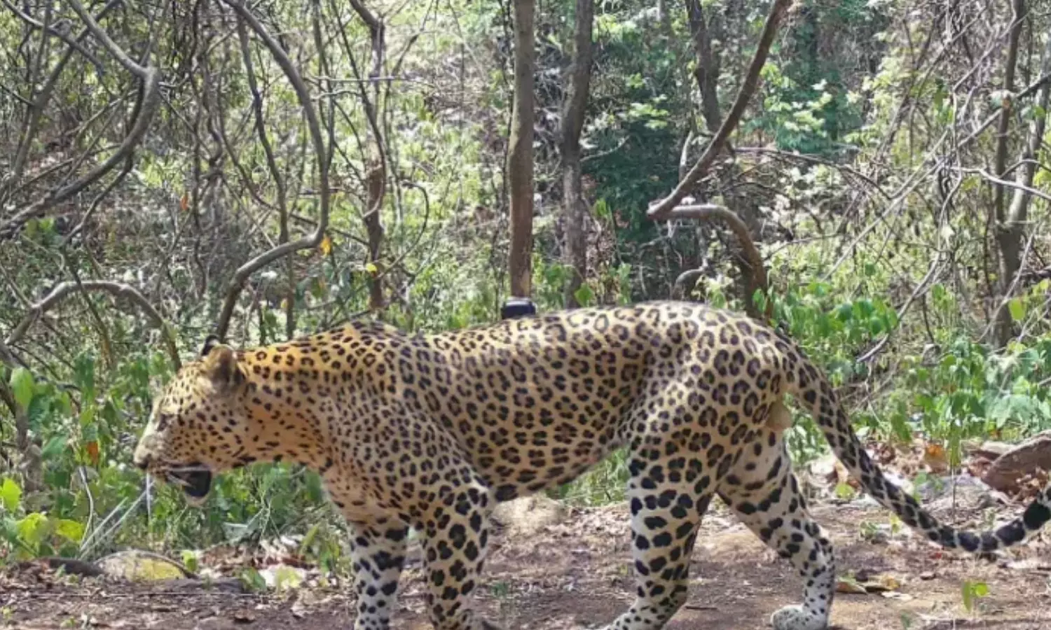 devotees, worried, leopard, tirumala