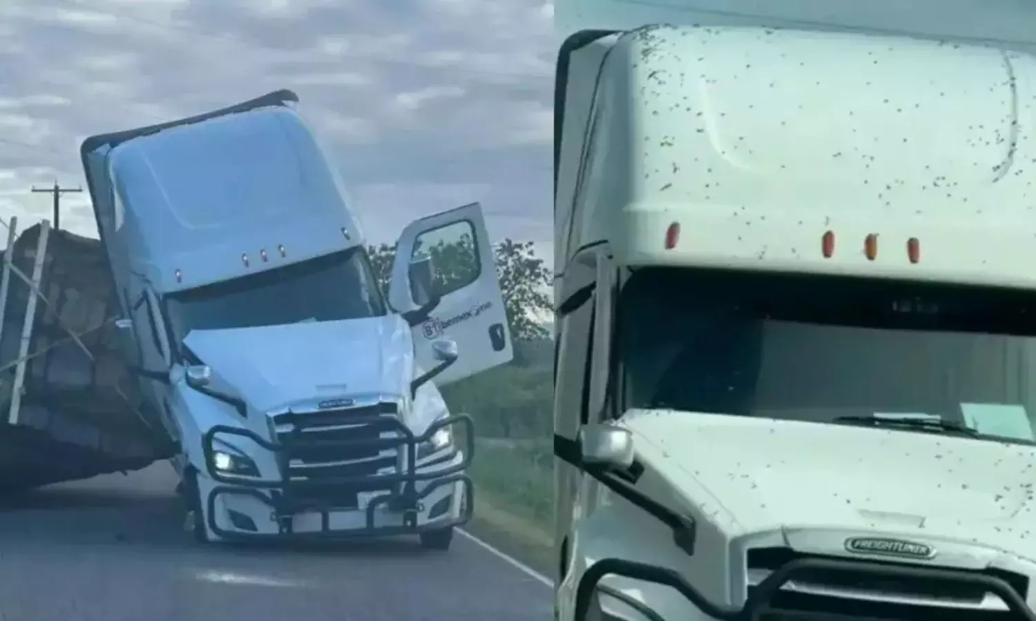 250 million, Honey bees, America