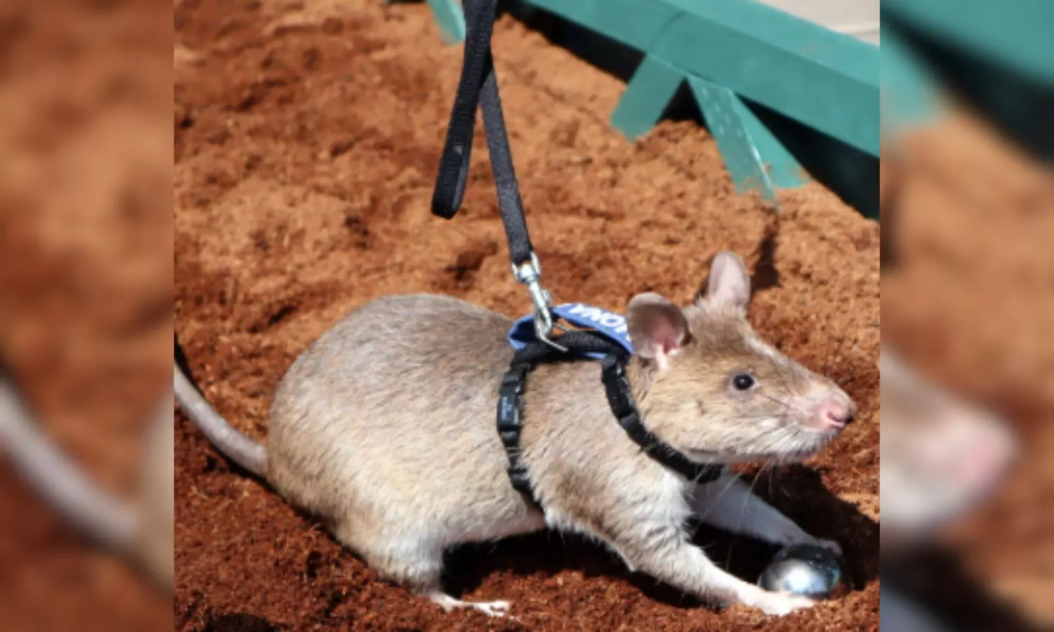 మందుపాతరలను కనిపెట్టే ఎలుకలు.. ఎంతో ఉపయోగం!! మందుపాతరలను కనిపెట్టే ఎలుకలు.. ఎంతో ఉపయోగం!!