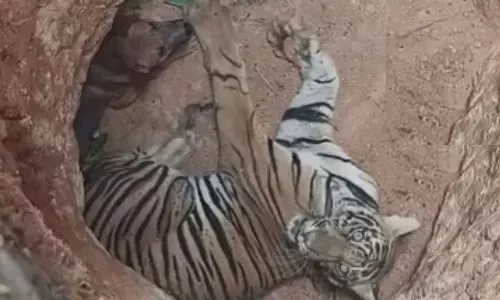 గుంతలో కుక్క-పులి.. ఎక్కడి నుండి వచ్చాయంటే?