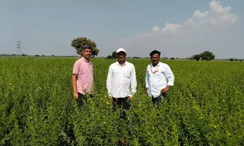 ICRISAT ,Hderabad, yam crop