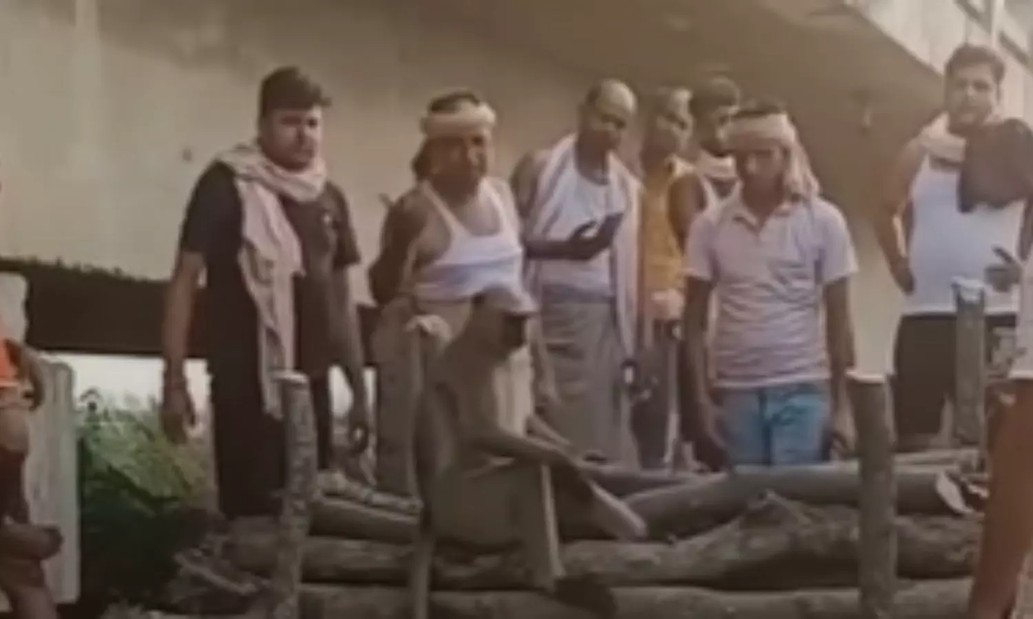 animal lover, Animal, Jarkhand