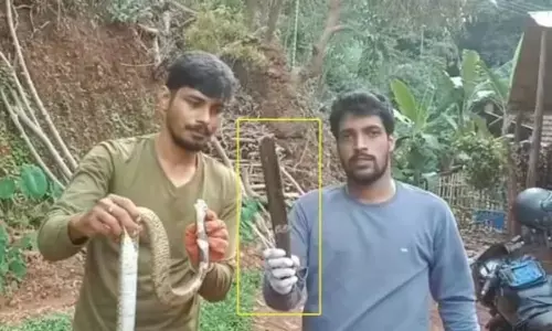 నాగు పాము కత్తిని మింగేస్తే?