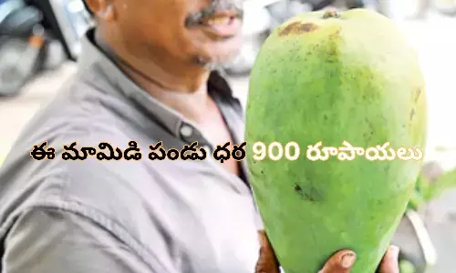 ఈ మామిడి పండు ధర 900 రూపాయలు