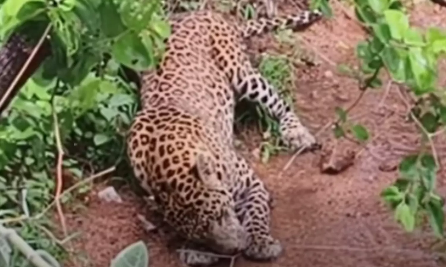 leopard, found, unhelthy, kurnool district. leopard, found, unhelthy, kurnool district.