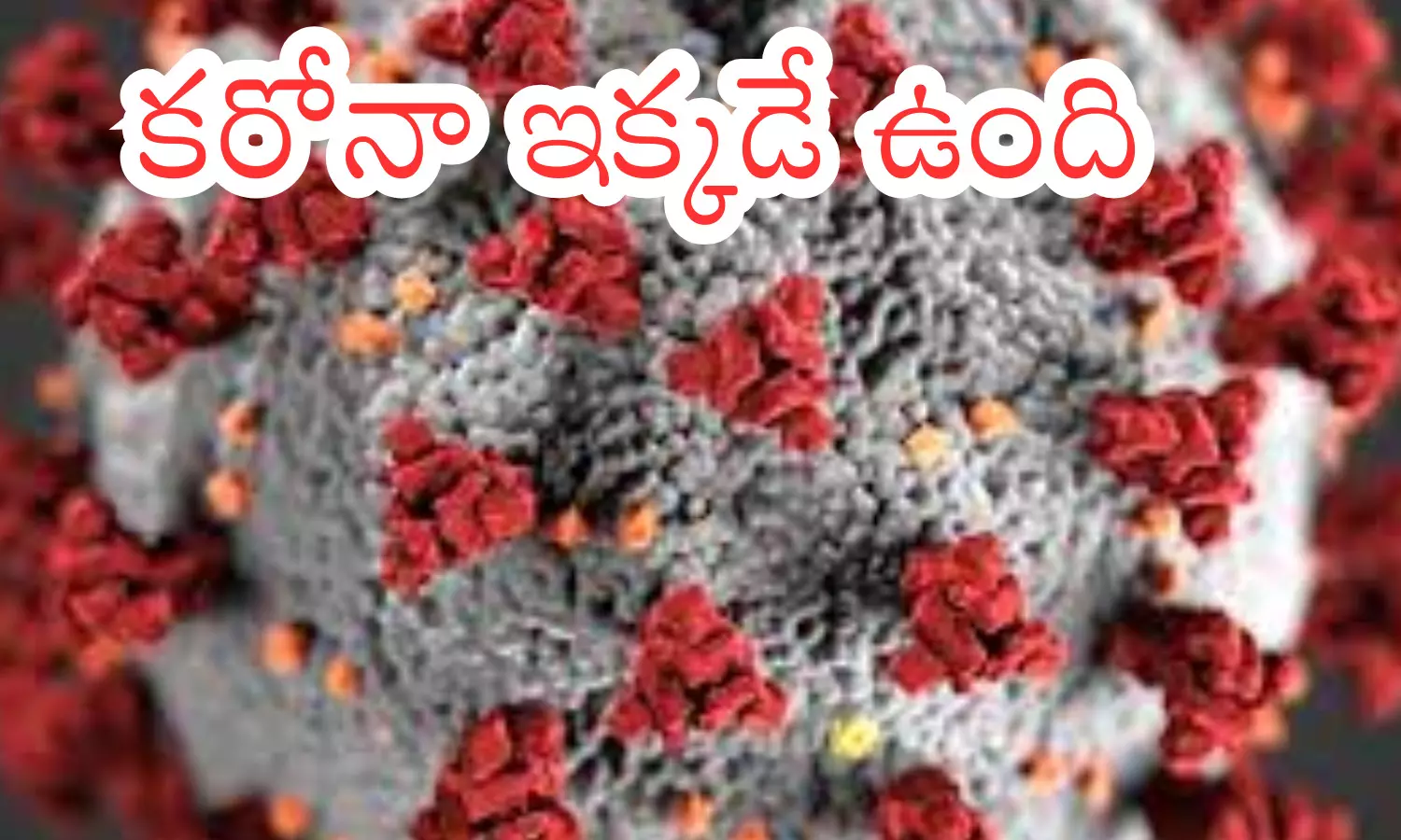 corona virus,  spread, positive cases, india