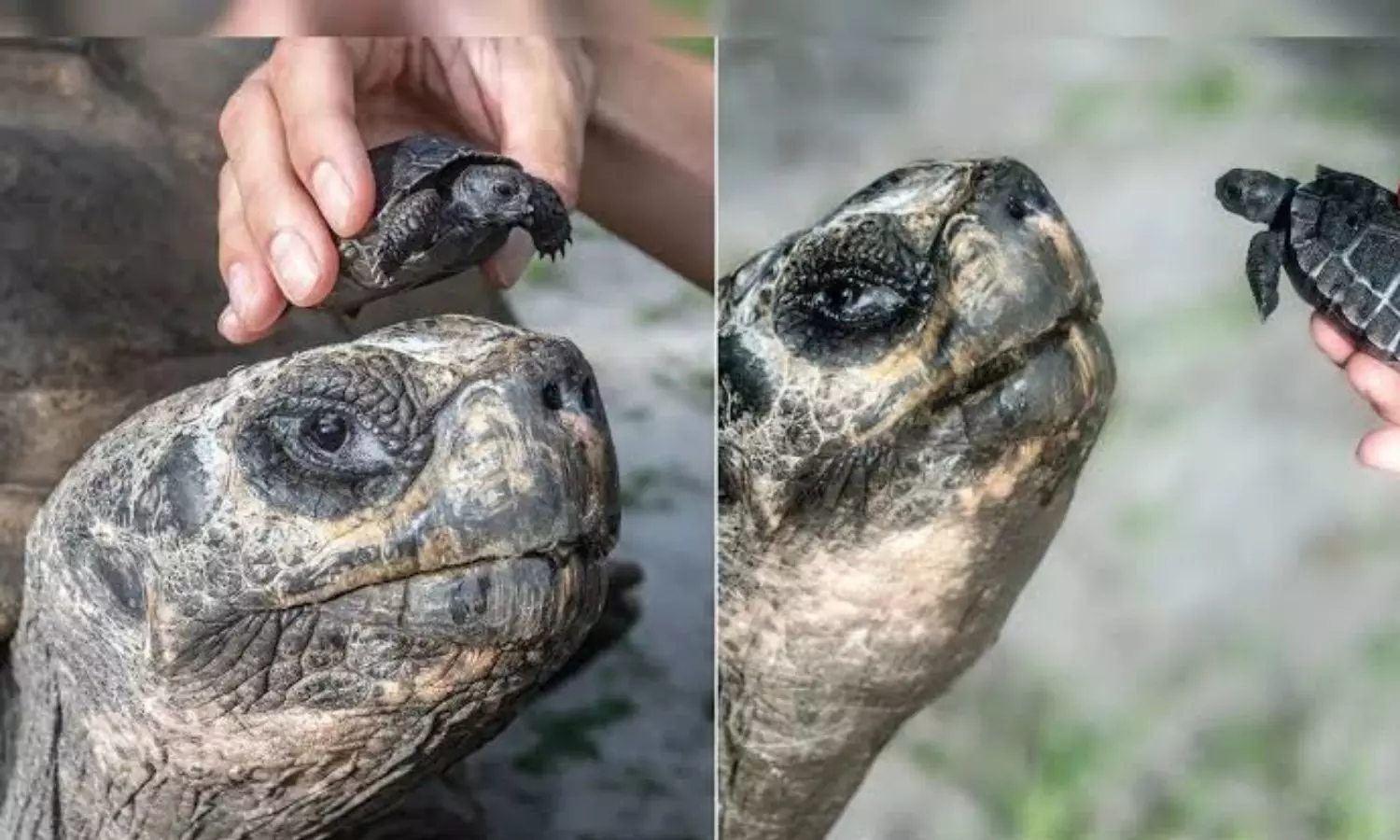 tortoise,father,fathersday