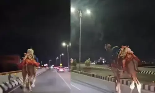 అక్కడికి ఒంటెను ఎలా తీసుకొచ్చావయ్యా?