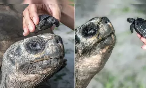 tortoise,father,fathersday