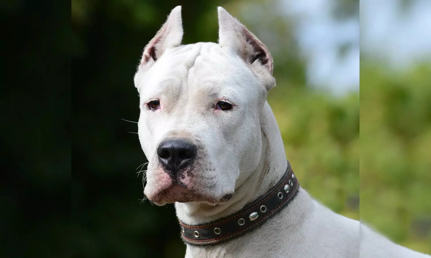 dog, GHMC,High Court,Petdogs