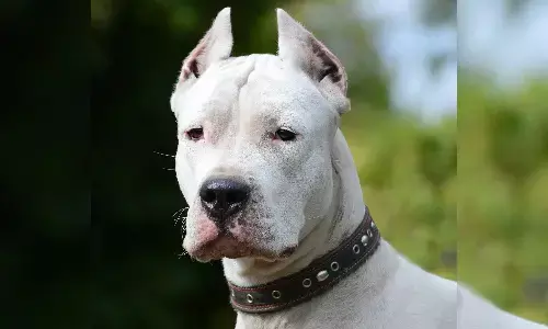 dog, GHMC,High Court,Petdogs