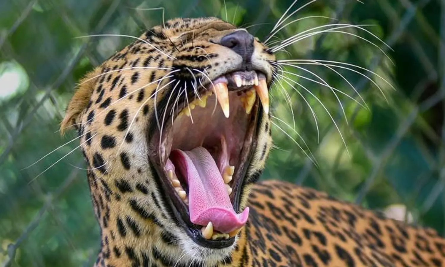tragedy, child, leopard, tamil nadu