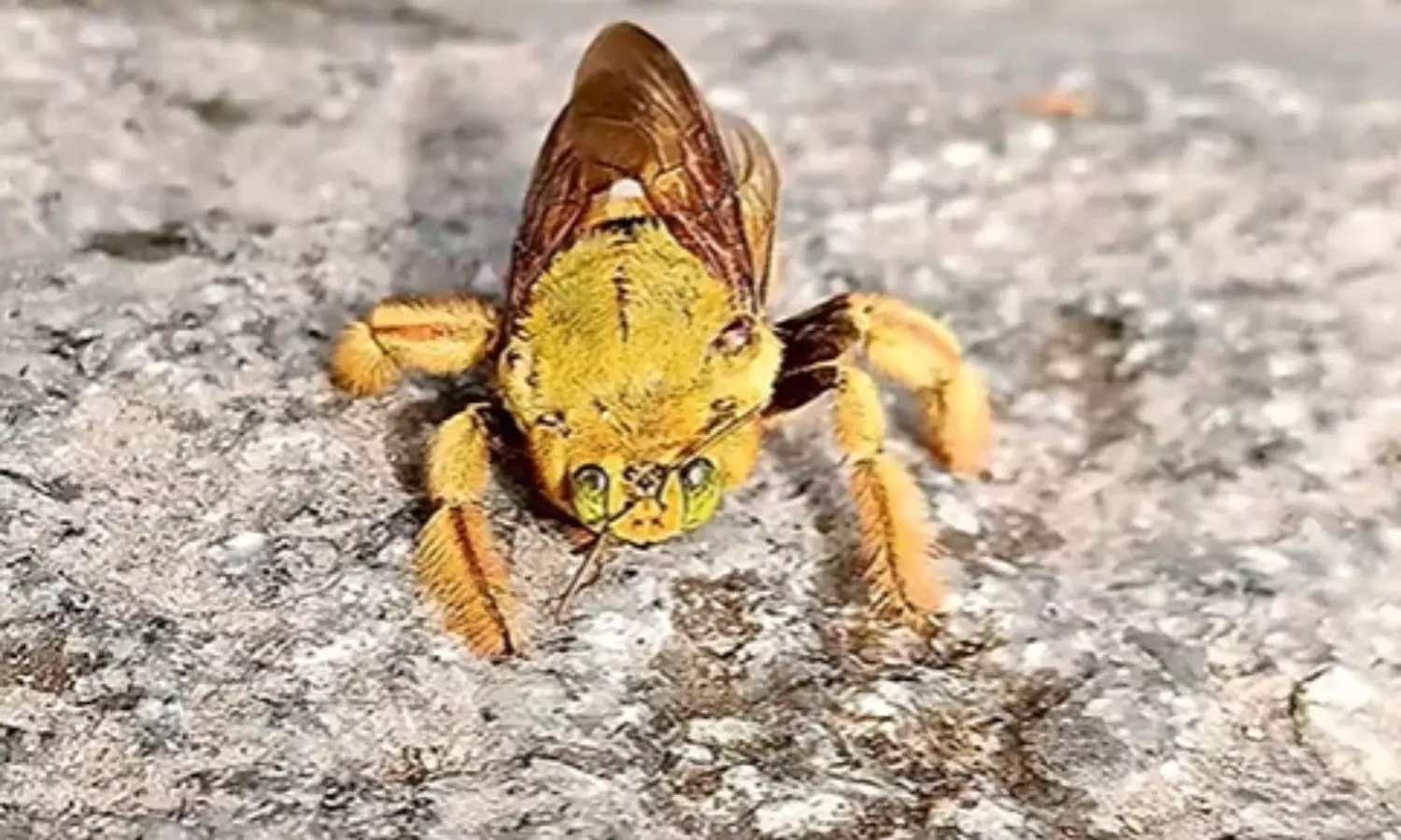 అరుదైన వండ్రంగి తేనెటీగ కనిపించిందిగా!!