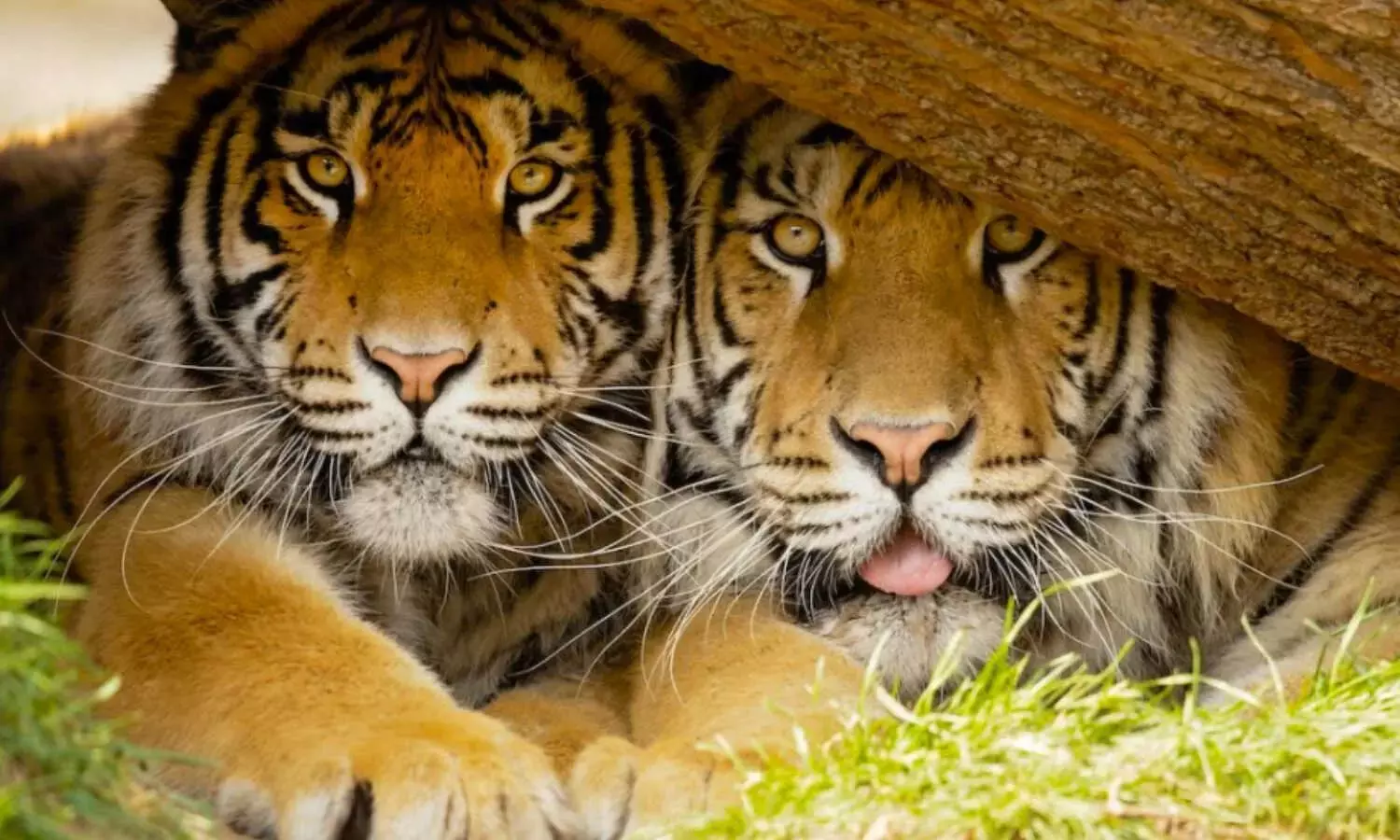 Tiger death,Tiger,India Tiger death,Tiger,India