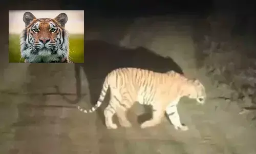 వామ్మో.. పెద్ద పులి తిరుగుతోంది!!