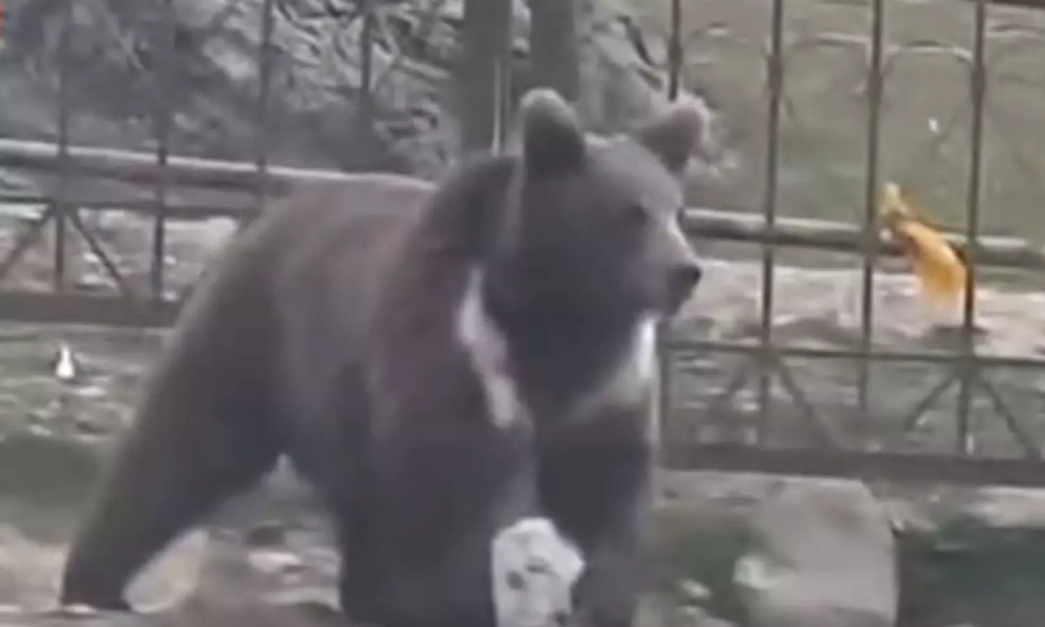 కశ్మీర్ రిసార్టులో టెన్షన్ పెట్టిన ఎలుగుబంటి