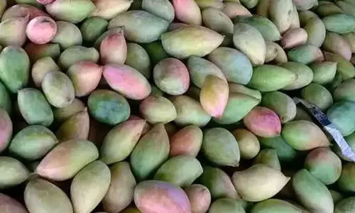 government,  good news,  mango farmers,  chittoor mango