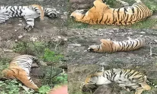 death, five tigers, sensation, karnataka