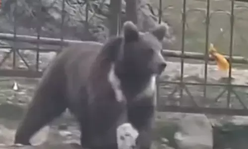 కశ్మీర్ రిసార్టులో టెన్షన్ పెట్టిన ఎలుగుబంటి