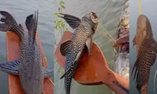 జాగ్రత్త.. చెరువుల్లో దయ్యం చేపలొచ్చాయి