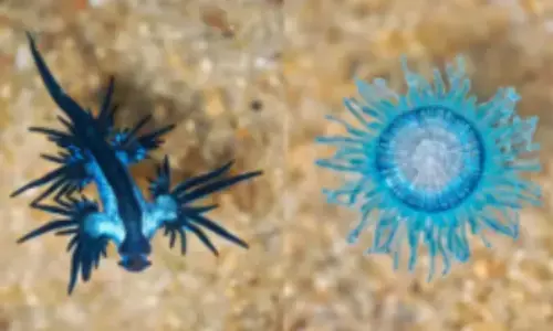 తూర్పు తీరంలో జెల్లీ ఫిష్‌ లు.. అందంగా ఉన్నాయని తాకకండి!!